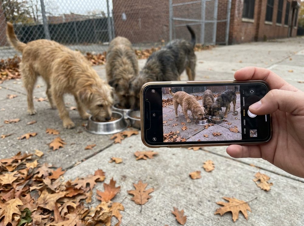 Photographing dogs eating as proof